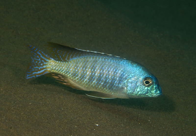 Lethrinops furcifer 'Tchinga Reef'